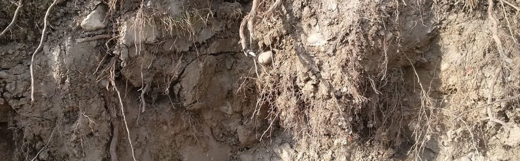 root management