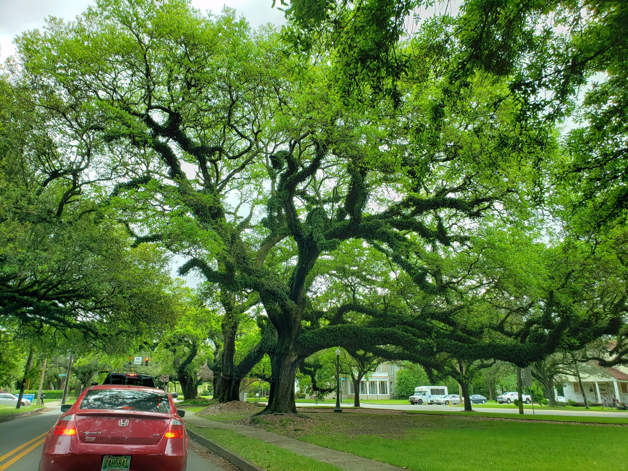 American Street Trees – Are We Providing Them for Future Generations?