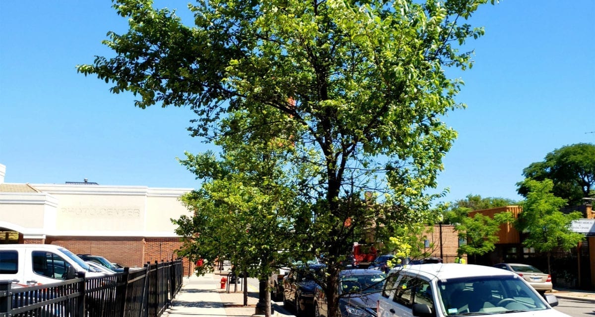 Pulaski Road Enhancements - GreenBlue Urban