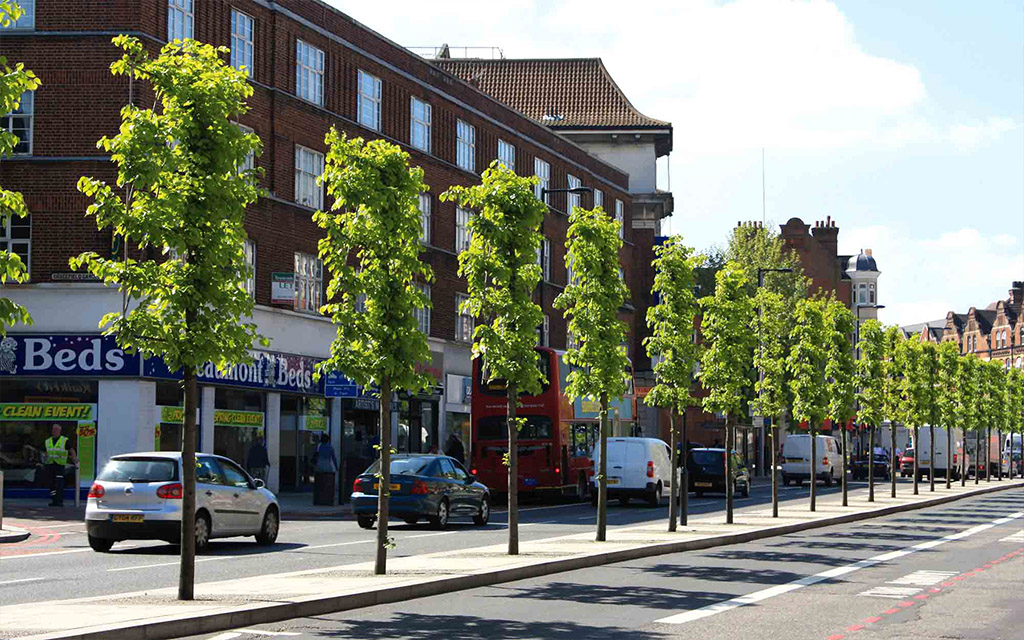 Street trees. Улица с деревьями. Лондон деревья улицы. Деревья на улице Россия. Улица с деревьями по краям.
