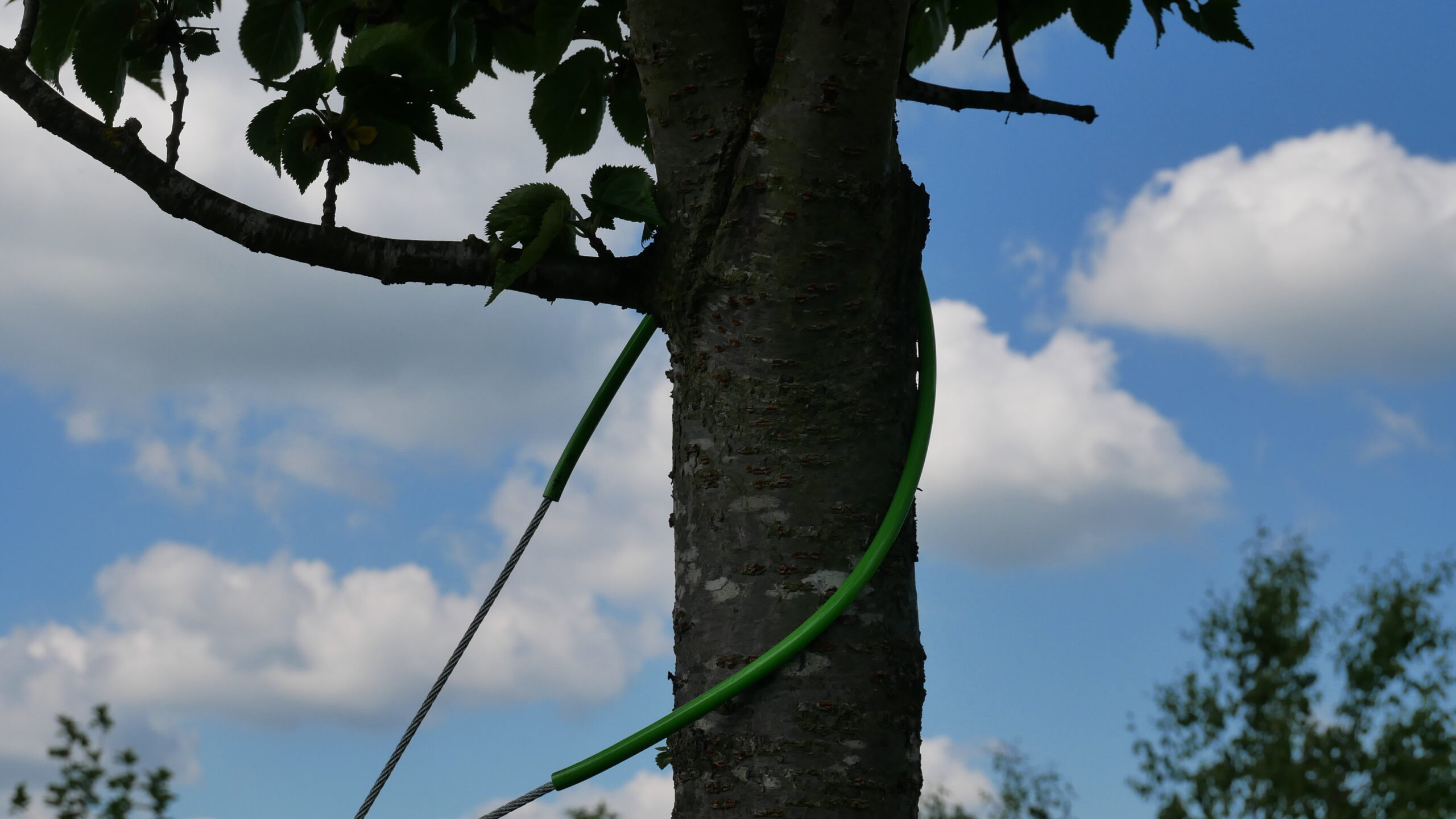 ArborGuy Overhead Guying System