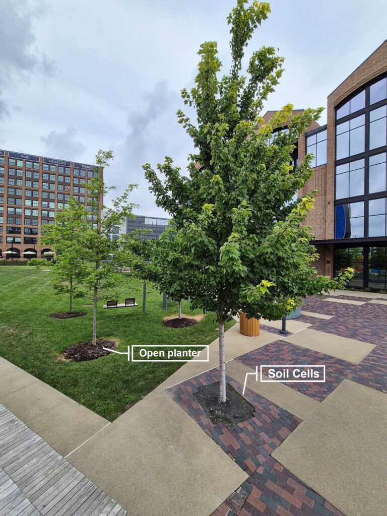 Photo showing a small tree planted in an open planter and a larger tree planted in soil cells