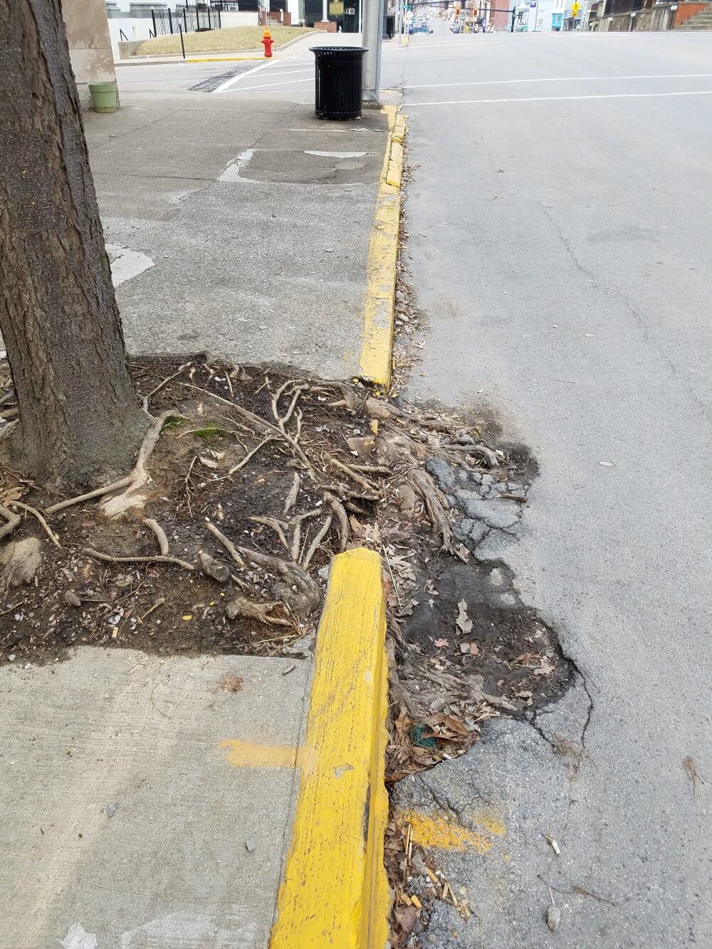 Photo showing pavement and sidewalk damage caused by root heave from an urban tree. The tree roots are growing over the sidewalk into the road