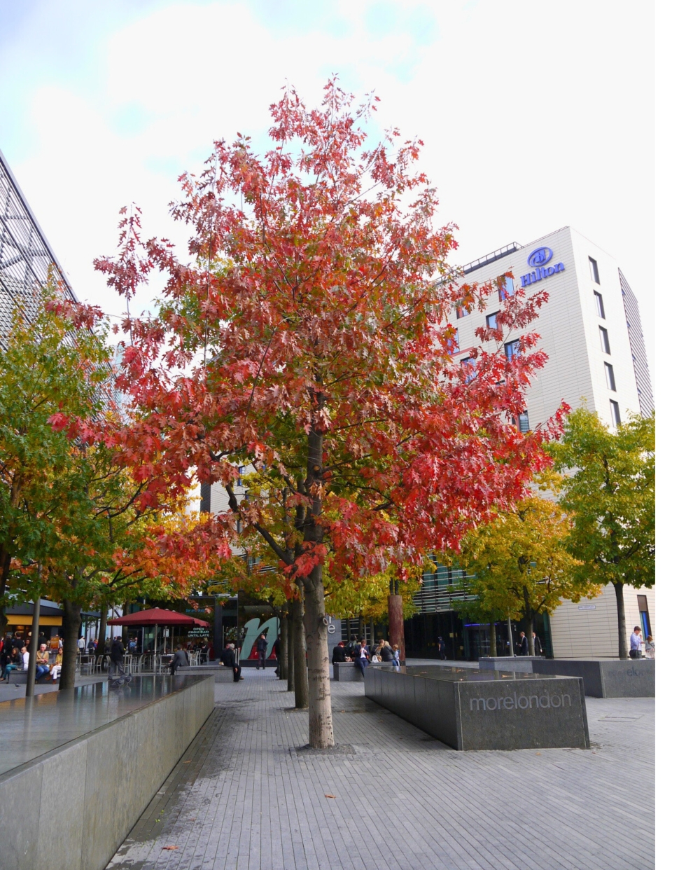 A large urban tree with red leaves in a paved plaza with buildings behind.