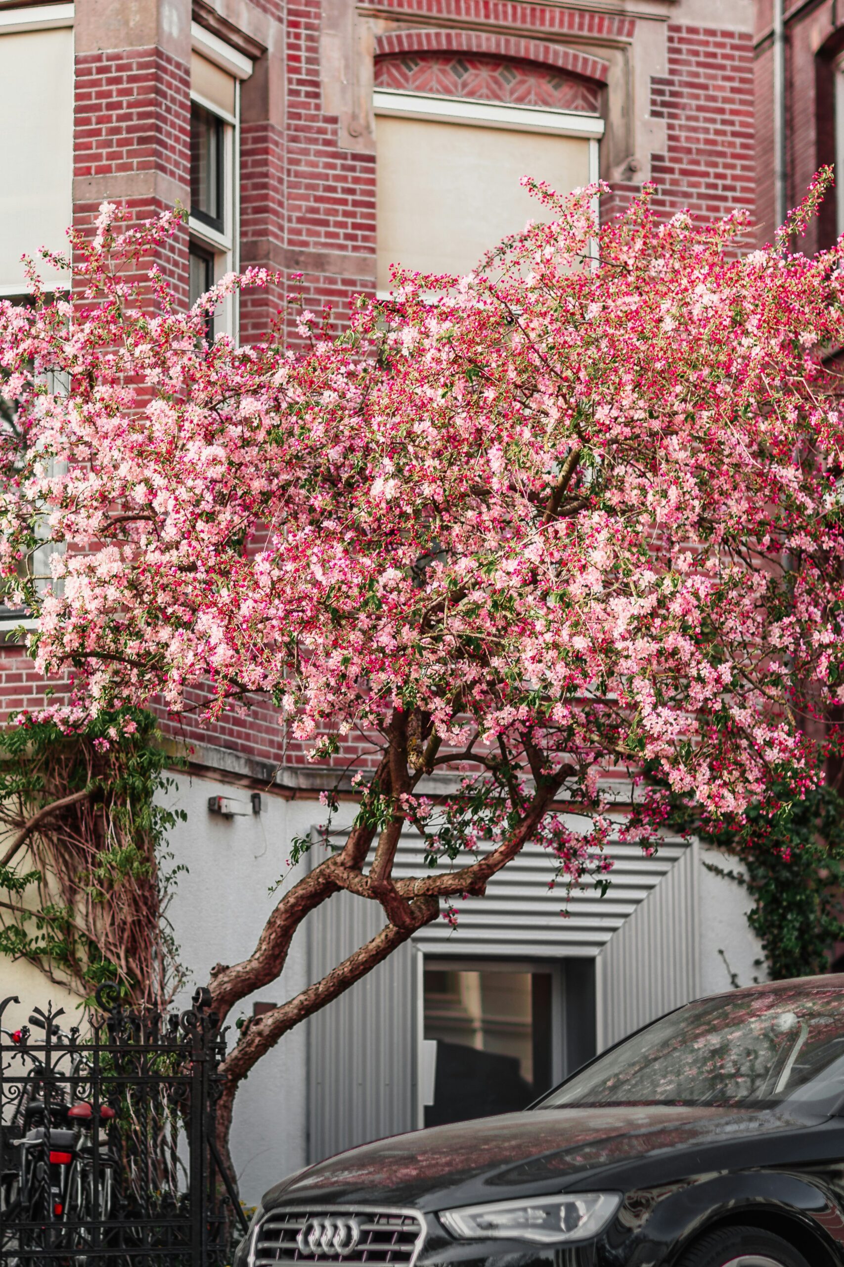 A pink flowering tree near a red brick building.