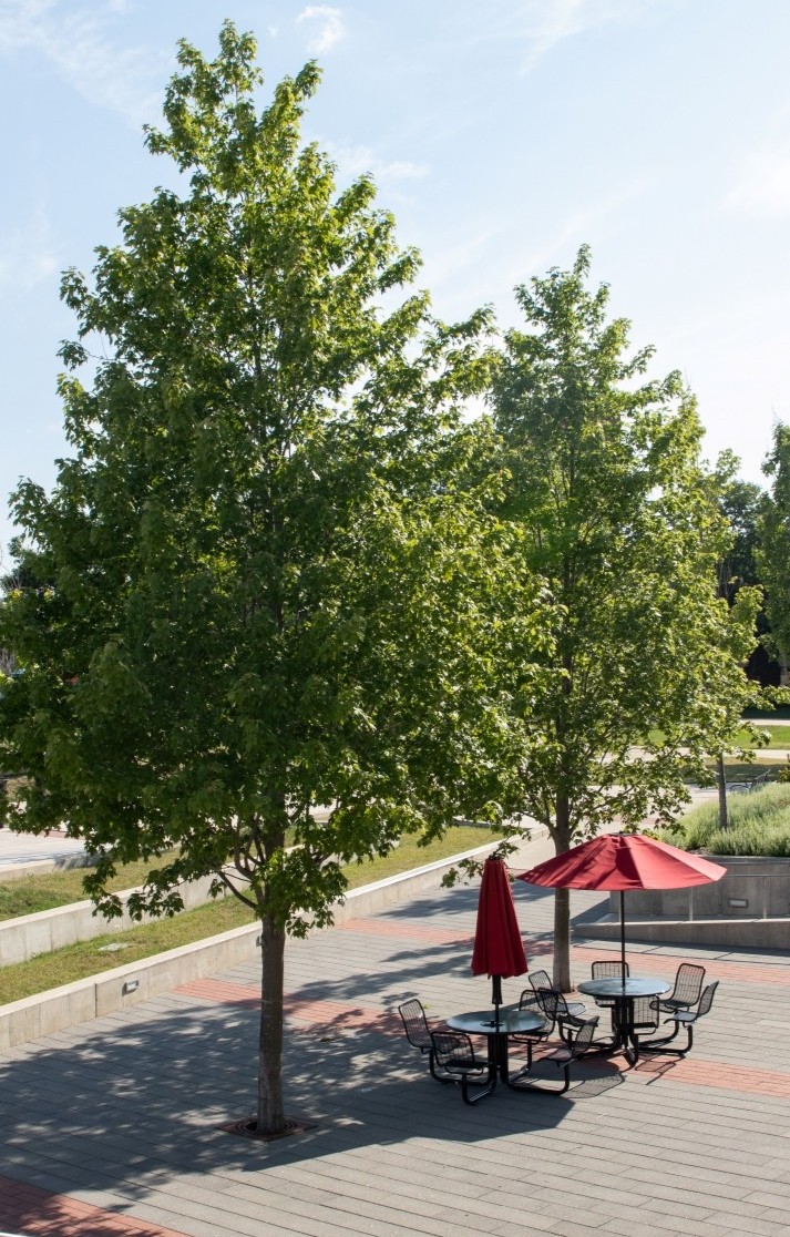 An outdoor urban space featuring two large trees surrounded by pavement made of grey tiles with red accents. A round table with four chairs and a red umbrella is positioned nearby, providing a seating area. Below the pavement, RootSpace soil cells are installed, ensuring sufficient soil volume and root space for healthy tree growth while maintaining the structural integrity of the paved surface. This setup highlights the integration of green infrastructure within functional public spaces.